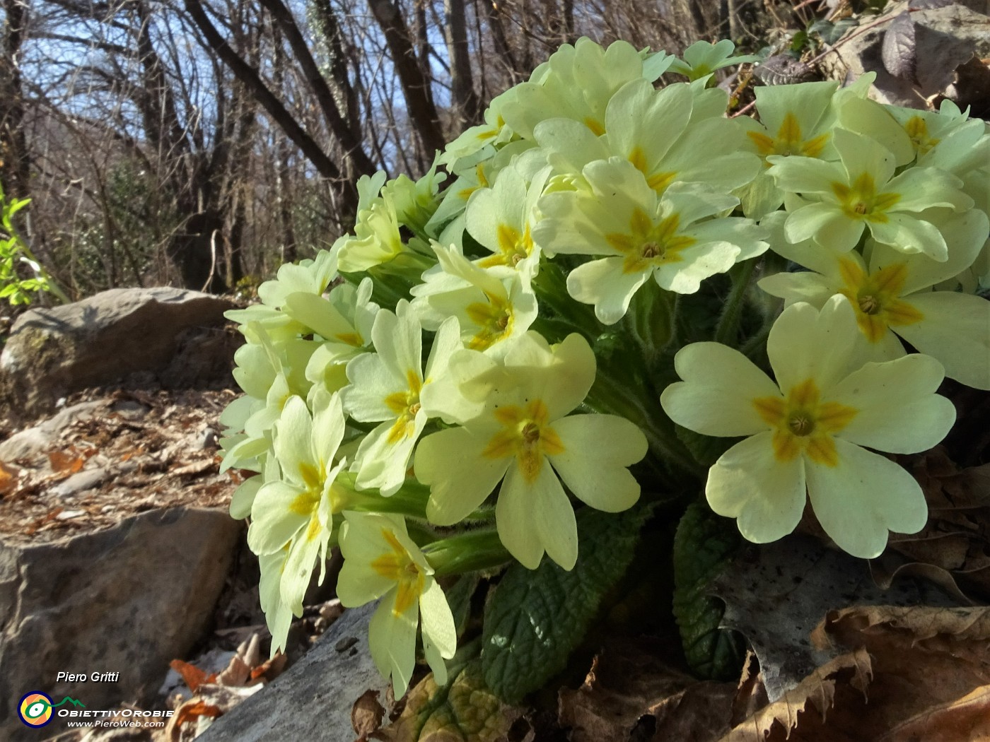 32 Splendenti primule gialle (Primula vulgaris).JPG